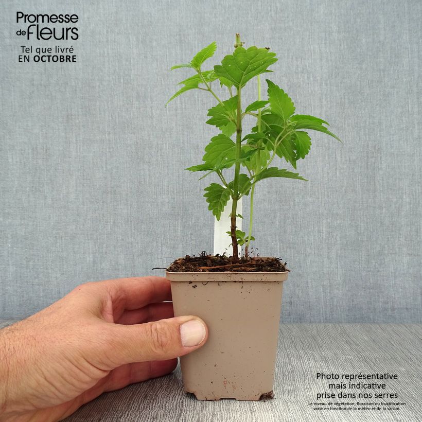 Esemplare di Caryopteris divaricata Vasetto da 8/9 cm come consegnato in autunno