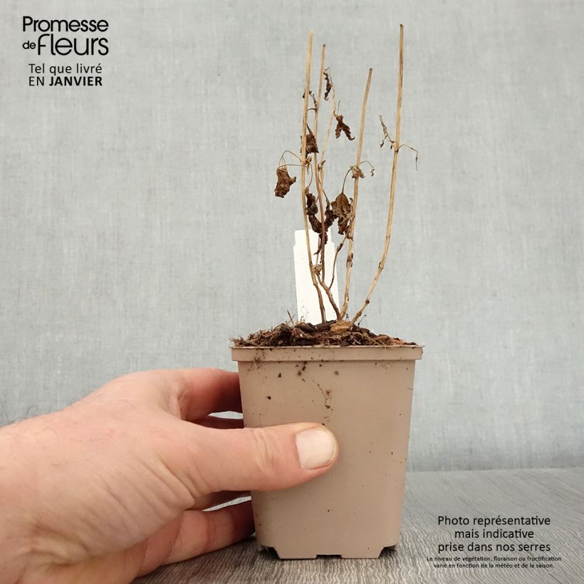 Caryopteris divaricata Vasetto da 8/9 cm esemplare consegnato in inverno