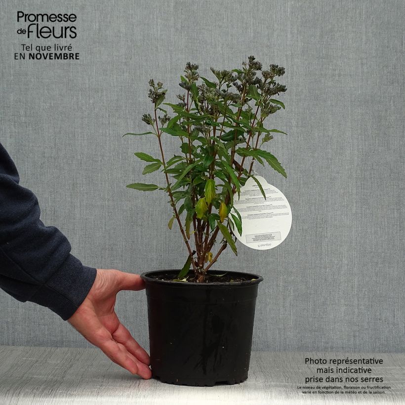 Esemplare di Caryopteris clandonensis Grand Bleu Vaso da 2L/3L come consegnato in autunno