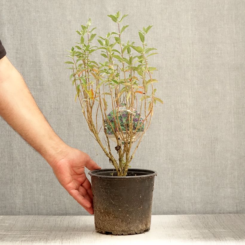 Esemplare di Caryopteris clandonensis Grand Bleu Vaso da 2L/3L consegnato in estate