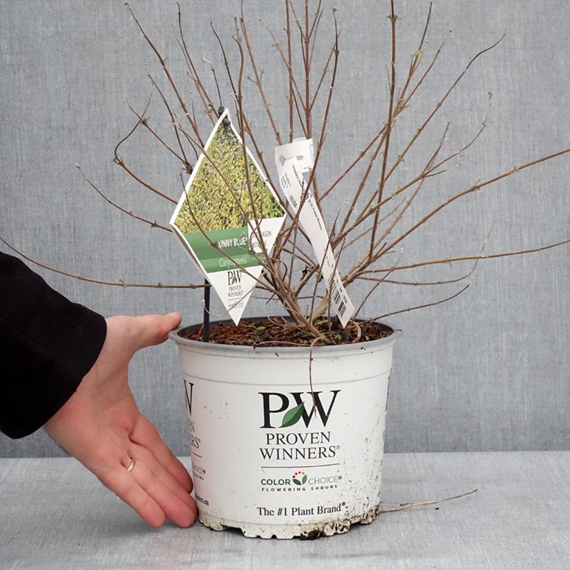 Caryopteris incana Sunny Blue Vaso da 2L/3L esemplare consegnato in inverno