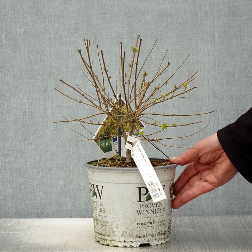 Caryopteris incana Sunny Blue Vaso da 2L/3L esemplare consegnato in primavera