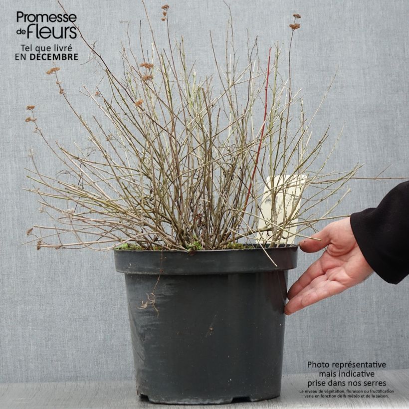 Esemplare di Caryopteris incana Sunshine Blue Vaso da 7,5L/10L come consegnato in autunno