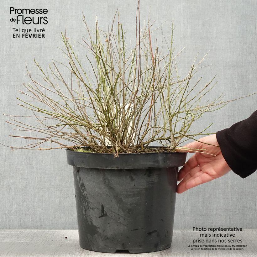 Caryopteris incana Sunshine Blue Vaso da 7,5L/10L esemplare consegnato in inverno