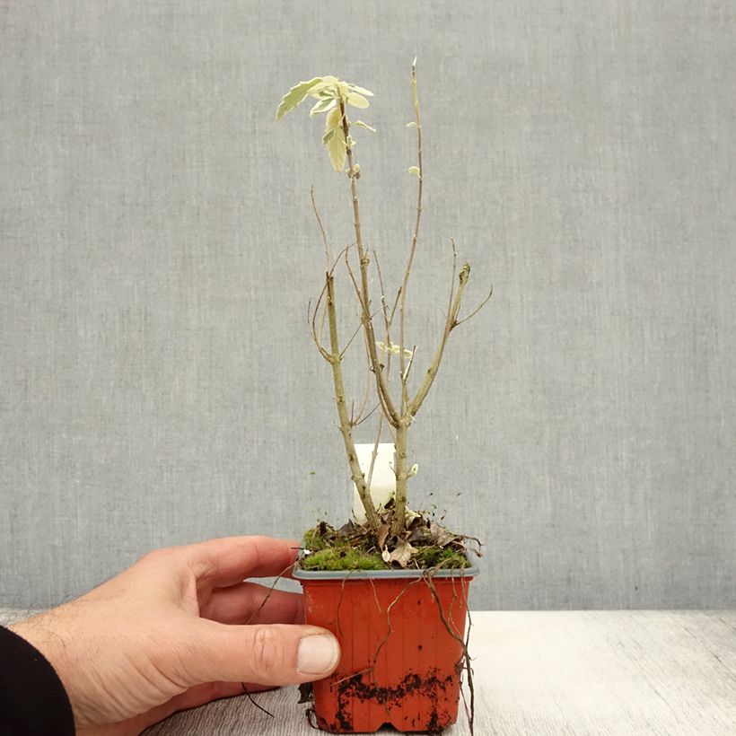 Esemplare di Caryopteris clandonensis White Surprise Vasetto da 8/9 cm come consegnato in autunno