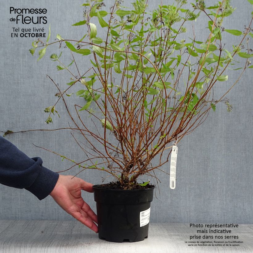 Esemplare di Caryopteris clandonensis Worcester Gold Vaso da 2L/3L come consegnato in autunno