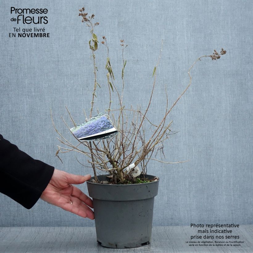 Esemplare di Caryopteris clandonensis Blauer Spatz Vaso da 3L/4L come consegnato in autunno