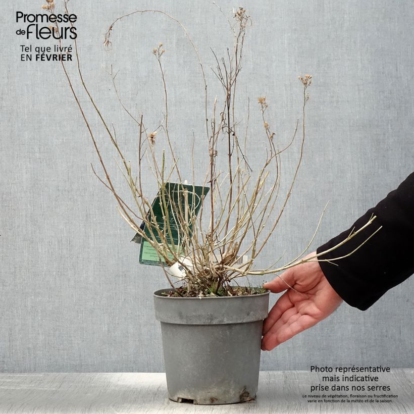 Caryopteris clandonensis Blauer Spatz Vaso da 3L/4L esemplare consegnato in inverno