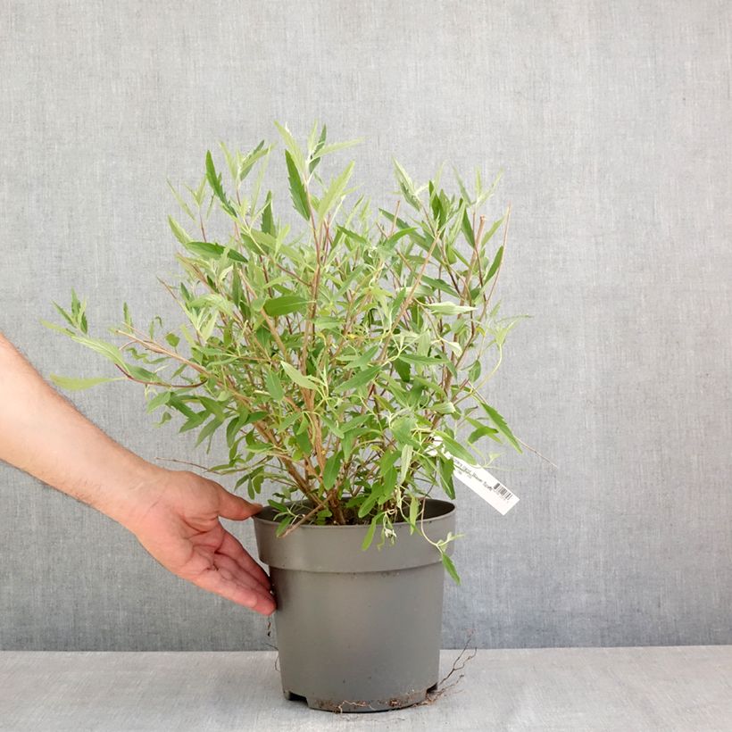 Caryopteris clandonensis Blauer Spatz Vaso da 3L/4L esemplare consegnato in primavera