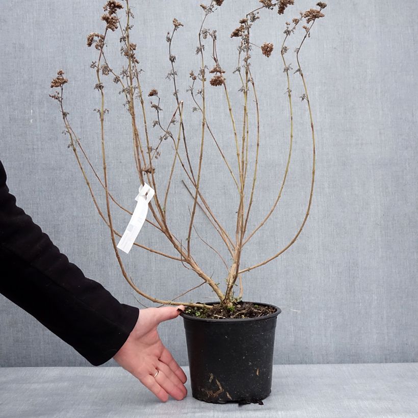 Caryopteris clandonensis Blue Fountain Vaso da 3L/4L esemplare consegnato in inverno