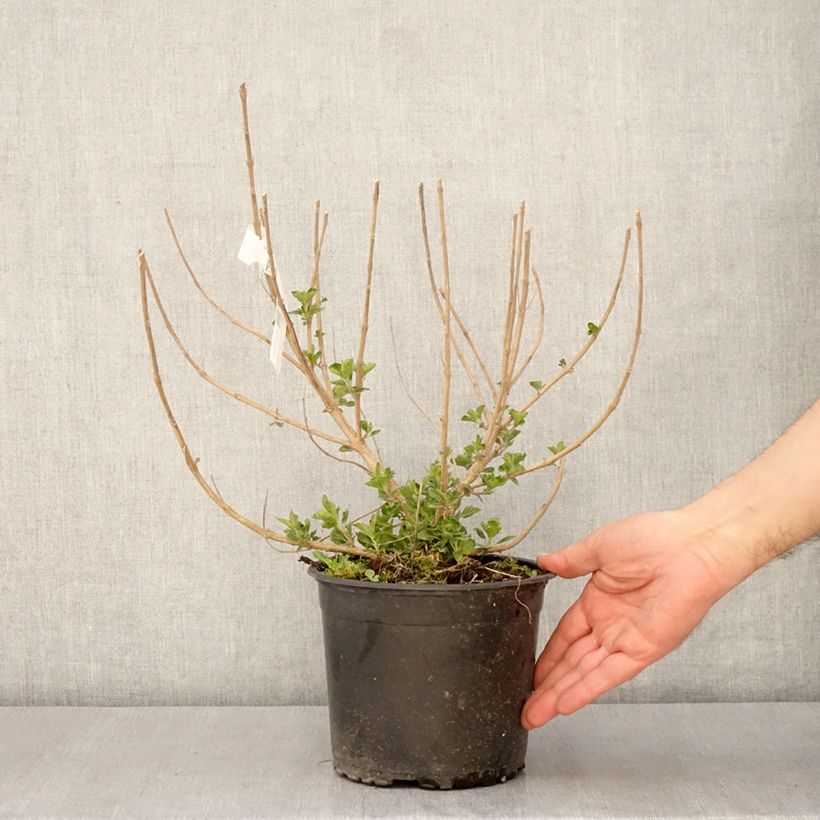 Caryopteris clandonensis Blue Fountain Vaso da 3L/4L esemplare consegnato in primavera