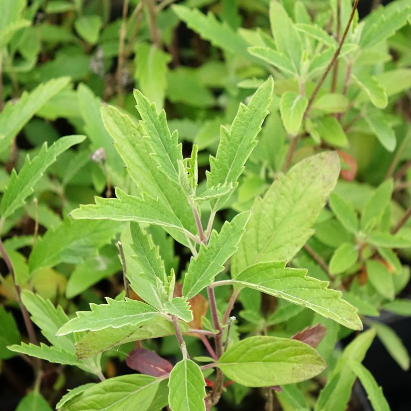 Caryopteris clandonensis Camara Dark Blue (Fogliame)