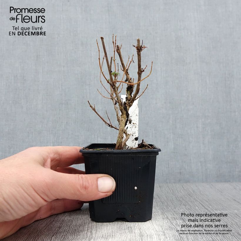 Caryopteris clandonensis Pavilion Pink Vasetto da 8/9 cm esemplare consegnato in inverno