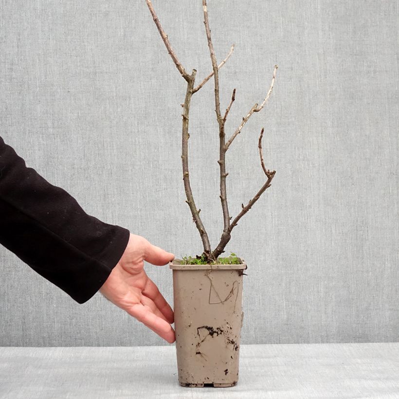 Ribes x nidigrolaria ConfiBeere Jofruti - Josta Vaso da 1,5L/2L, A cespuglio esemplare consegnato in inverno