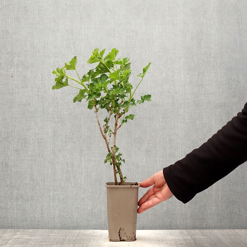 Ribes x nidigrolaria ConfiBeere Jofruti - Josta Vaso da 1,5L/2L, A cespuglio esemplare consegnato in primavera