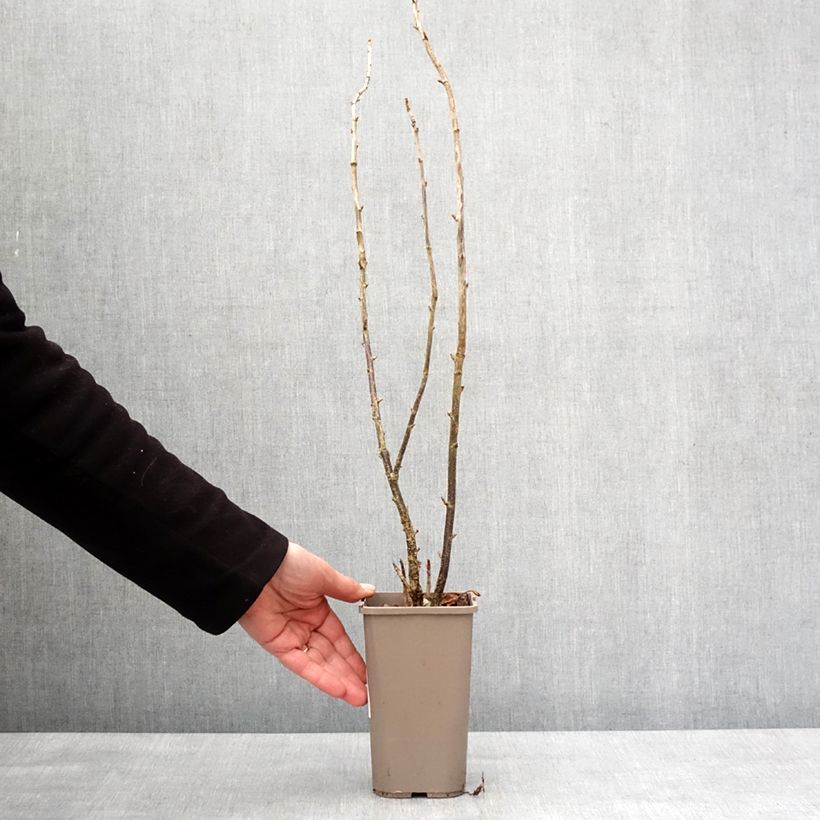 Ribes x nidigrolaria ConfiBeere Jodeli - Josta Vaso da 1,5L/2L, A cespuglio esemplare consegnato in inverno