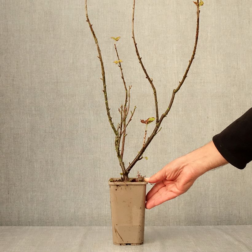 Esemplare di Ribes x nidigrolaria ConfiBeere Jofruti - Josta Vaso da 1,5L/2L, A cespuglio come consegnato in autunno