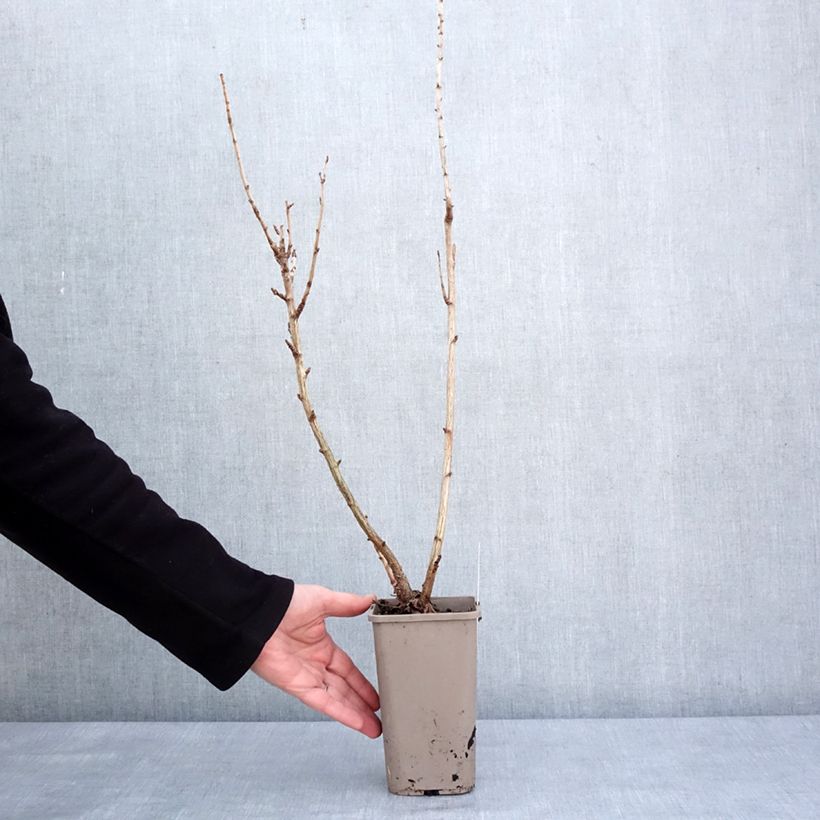 Ribes x nidigrolaria ConfiBeere Jogusto - Josta Vaso da 1,5L/2L, A cespuglio esemplare consegnato in inverno