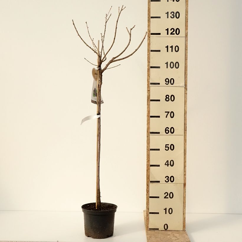 Ribes x nidigrolaria Jostaberry - Josta Vaso da 4L/5L, Vaso impalcato medio esemplare consegnato in inverno