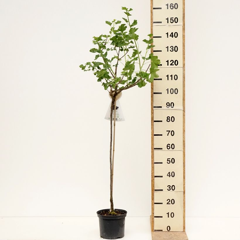 Ribes x nidigrolaria Jostaberry - Josta Vaso da 4L/5L, Vaso impalcato medio esemplare consegnato in primavera