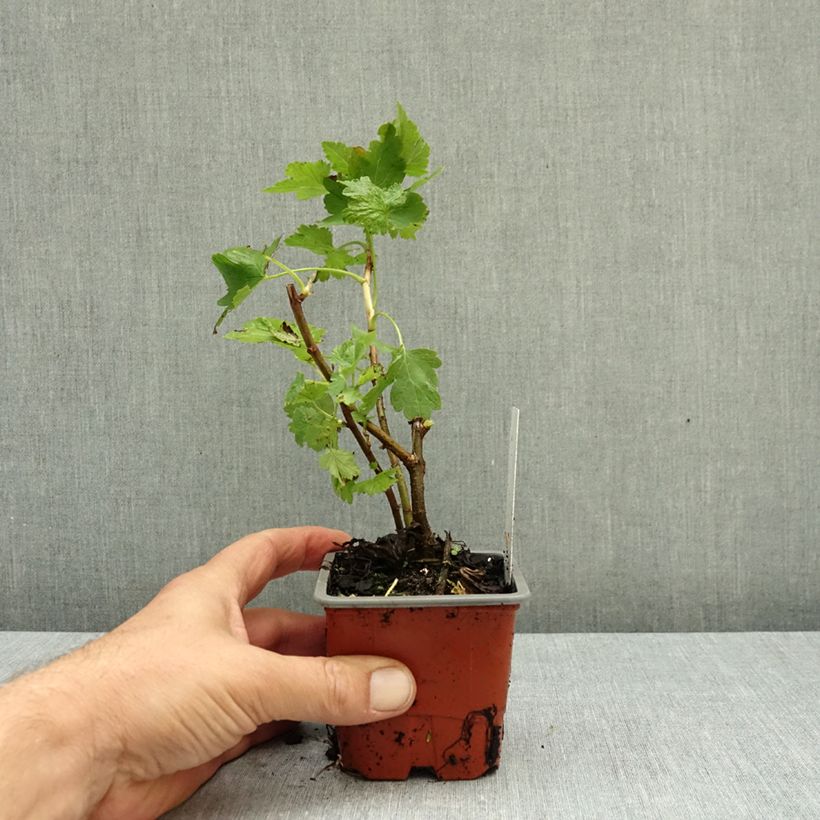 Esemplare di Ribes x nidigrolaria Jostaberry - Josta Vasetto da 8/9 cm come consegnato in autunno