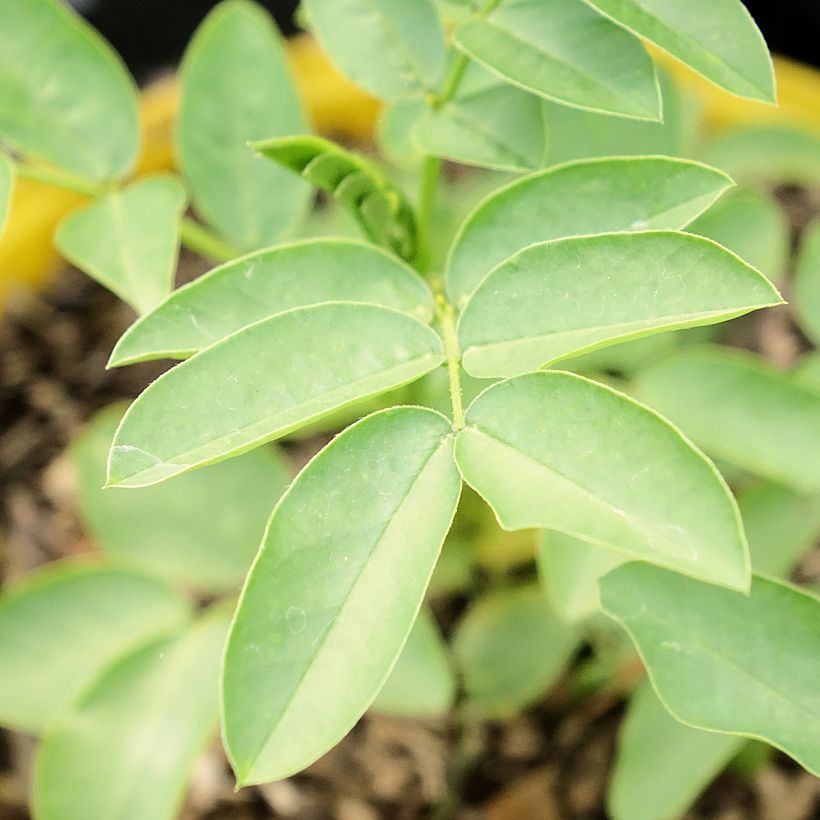 Senna corymbosa (Fogliame)