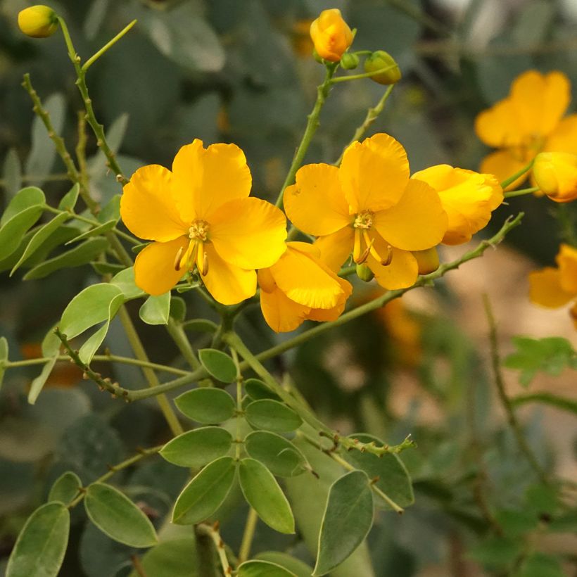 Senna corymbosa (Fioritura)