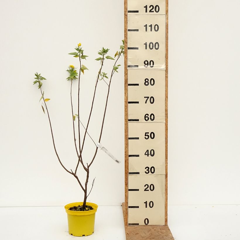 Esemplare di Senna corymbosa Vaso da 3L/4L come consegnato in autunno