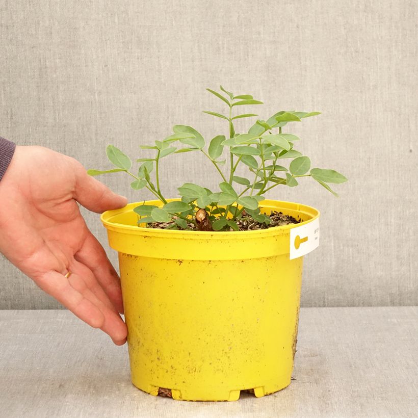 Senna corymbosa Vaso da 3L/4L esemplare consegnato in primavera