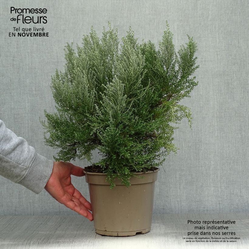 Esemplare di Cassinia retorta Ward Silver Vaso da 3L/4L come consegnato in autunno