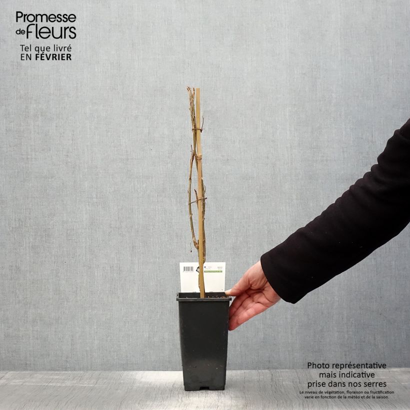 Ribes nero Ben Nevis Vaso da 1,5L/2L, A cespuglio esemplare consegnato in inverno