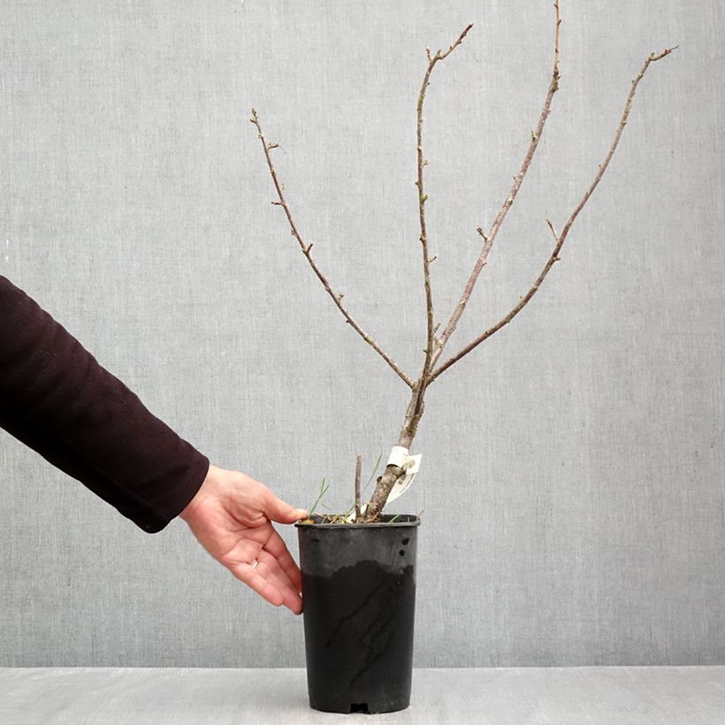 Esemplare di Ribes nero Black Down Vaso da 2L/3L come consegnato in autunno