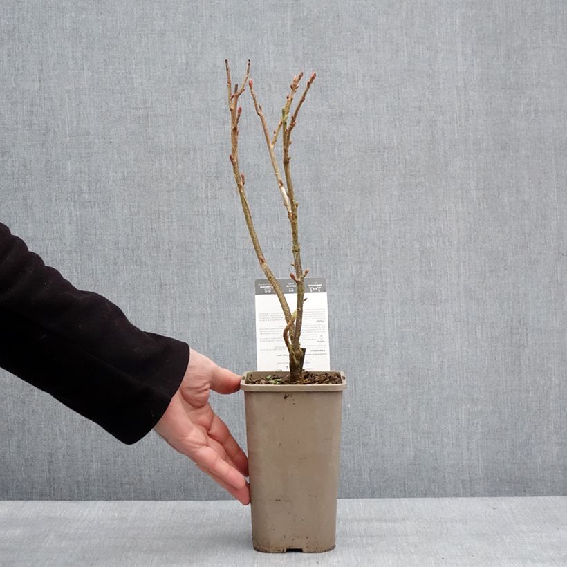 Ribes nero Black'n Red Premiere Vaso da 1,5L/2L, A cespuglio esemplare consegnato in inverno