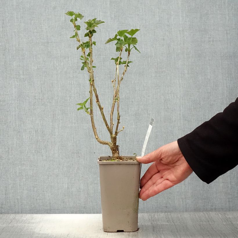 Ribes nero Black'n Red Premiere Vaso da 1,5L/2L, A cespuglio esemplare consegnato in primavera