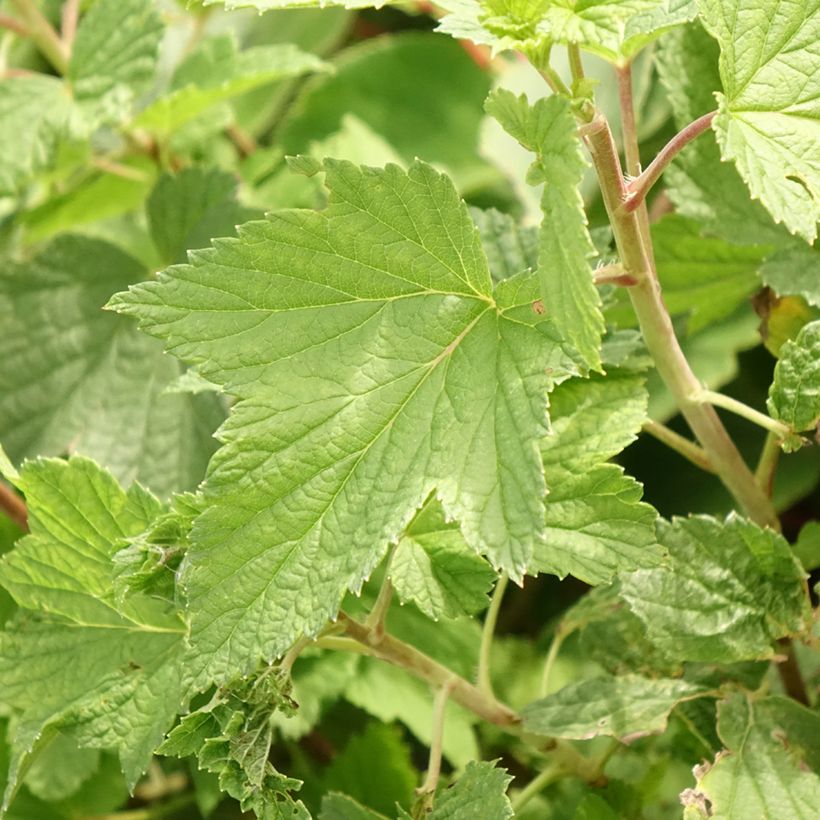 Ribes nero Cassisima Blackbells (Fogliame)