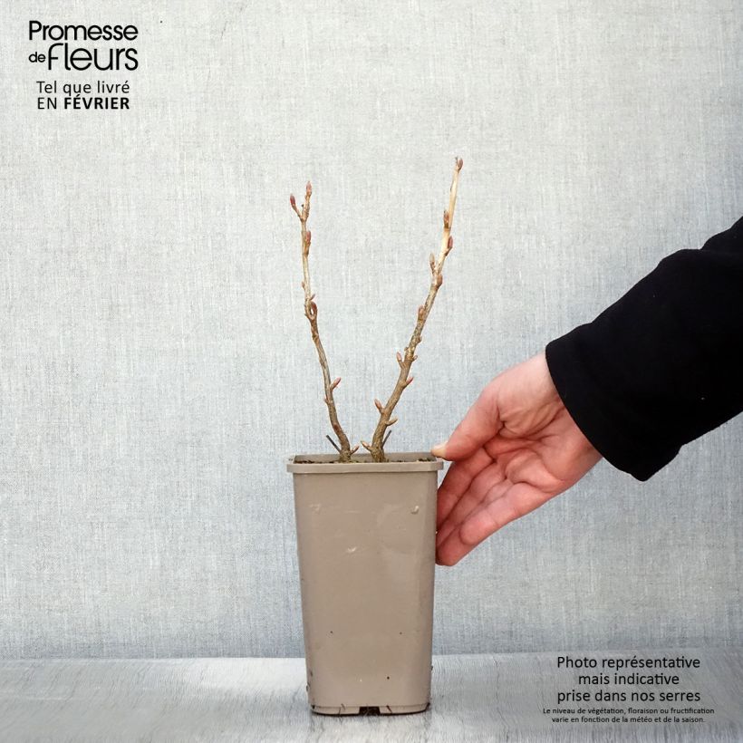 Ribes nero Cassisima Blackbells Vaso da 1,5L/2L esemplare consegnato in inverno