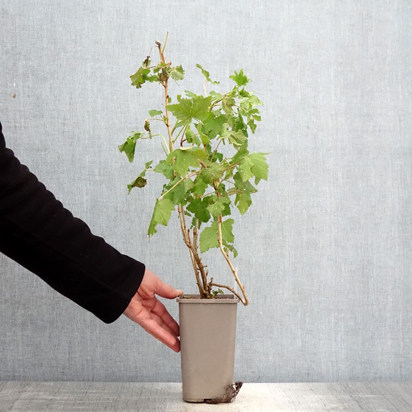 Ribes nero Cassisima Blackbells Vaso da 1,5L/2L esemplare consegnato in primavera