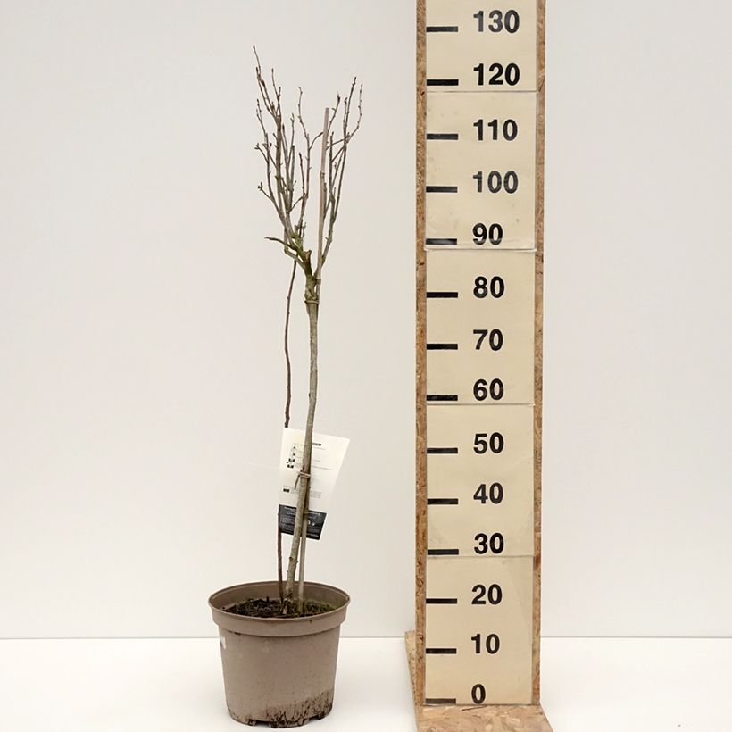 Ribes nero Delbard Robusta delindmoi Vaso da 7,5L/10L, Vaso impalcato basso esemplare consegnato in inverno