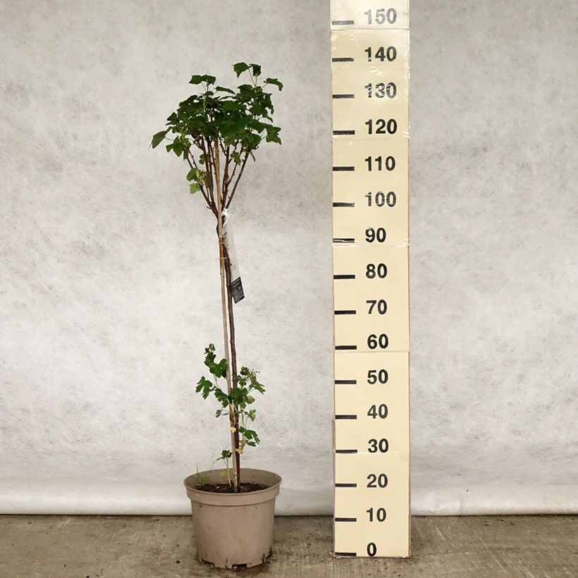 Ribes nero Delbard Robusta delindmoi Vaso da 7,5L/10L, Vaso impalcato basso esemplare consegnato in primavera