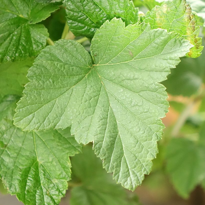 Ribes nero Delbard Robusta delindmoi (Fogliame)