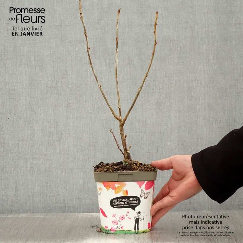 Ribes nero Neva Vaso da 2L/3L, A cespuglio esemplare consegnato in inverno