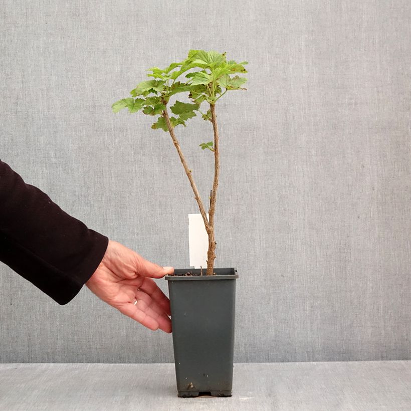 Esemplare di Ribes nero Noir de Bourgogne Vaso da 1,5L/2L, A cespuglio come consegnato in autunno