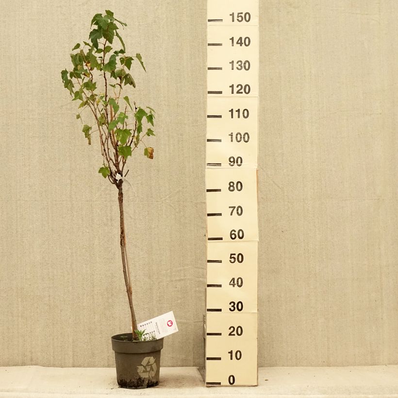 Esemplare di Ribes nero Ojebyn Vaso da 6L/7L, Vaso impalcato consegnato in estate