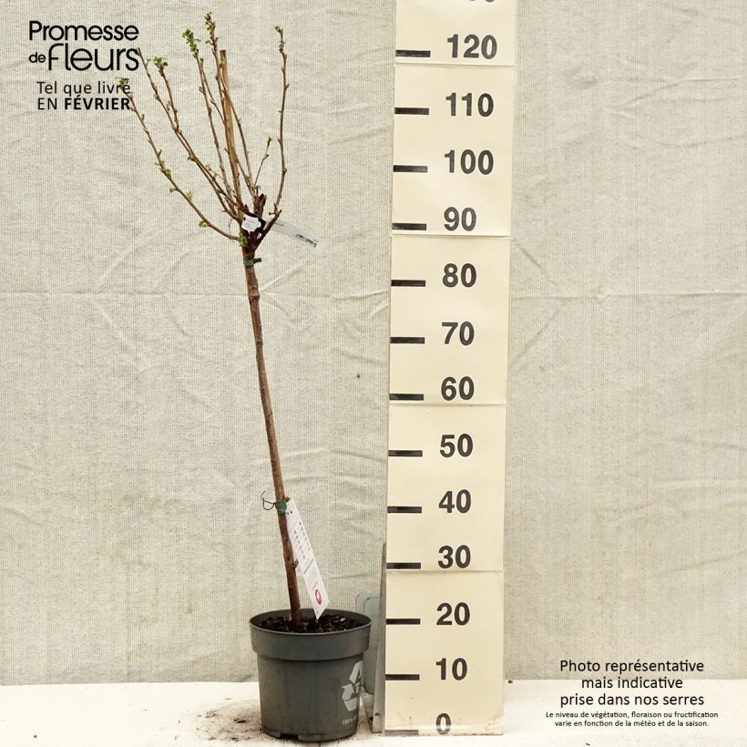 Ribes nero Ojebyn Vaso da 6L/7L esemplare consegnato in inverno