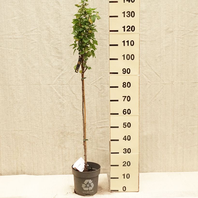 Ribes nero Ojebyn Vaso da 6L/7L, Vaso impalcato esemplare consegnato in primavera