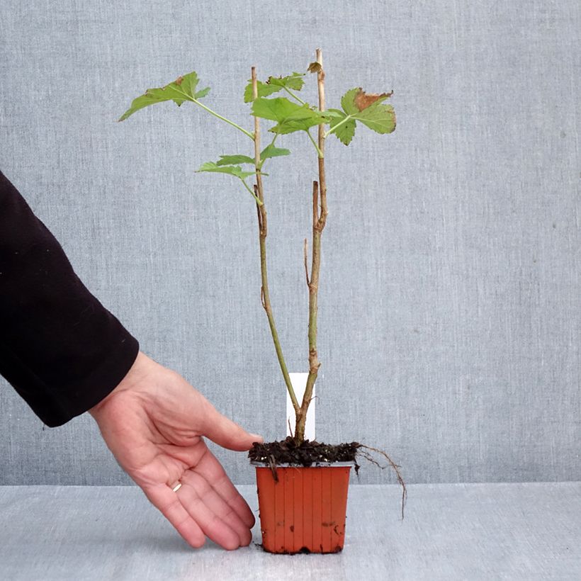 Esemplare di Ribes nero Titania Vasetto da 8/9 cm come consegnato in autunno