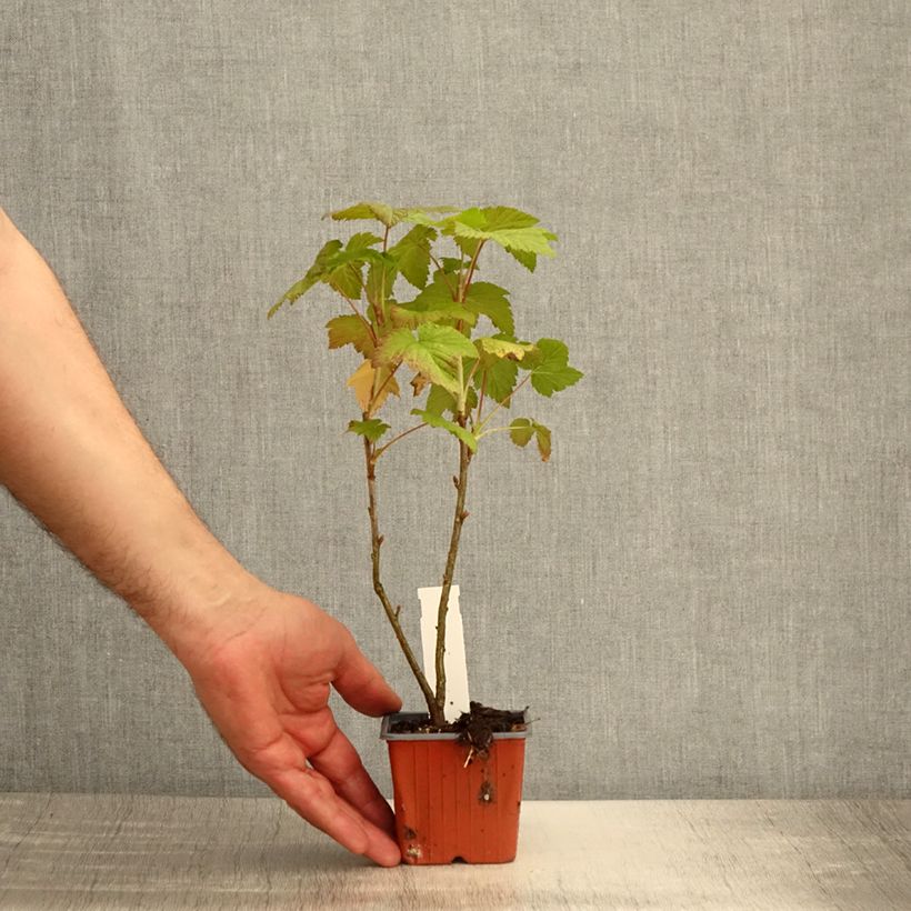 Ribes nero Titania Vasetto da 8/9 cm esemplare consegnato in primavera