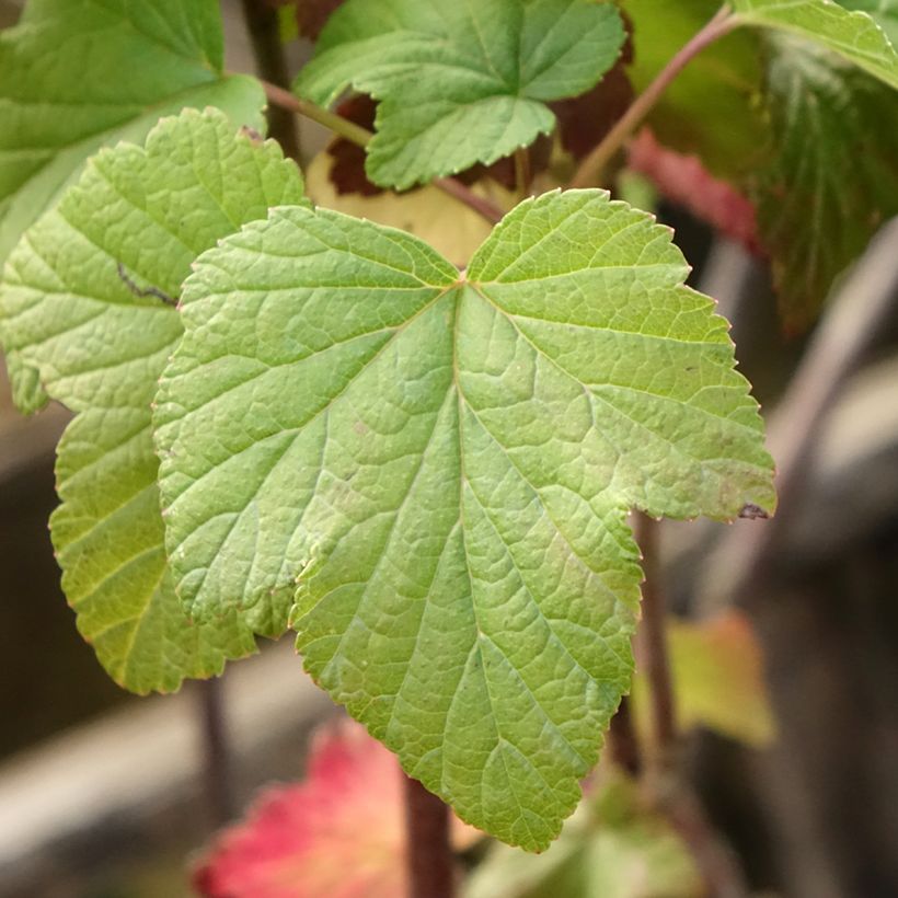 Ribes nero Titania (Fogliame)