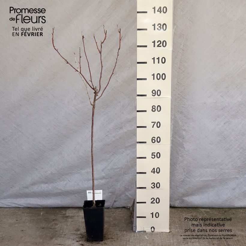 Ribes nero Titania Vaso da 1,5L/2L esemplare consegnato in inverno