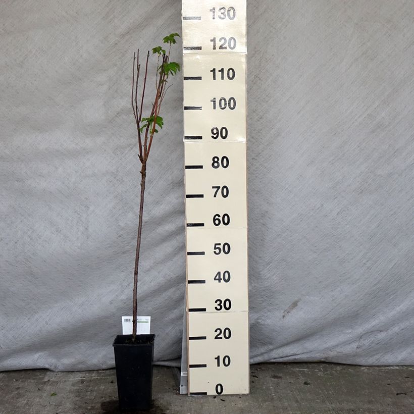 Ribes nero Titania Vaso da 1,5L/2L, Vaso impalcato esemplare consegnato in primavera